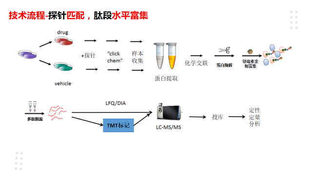 靶点发现-Lip-MS