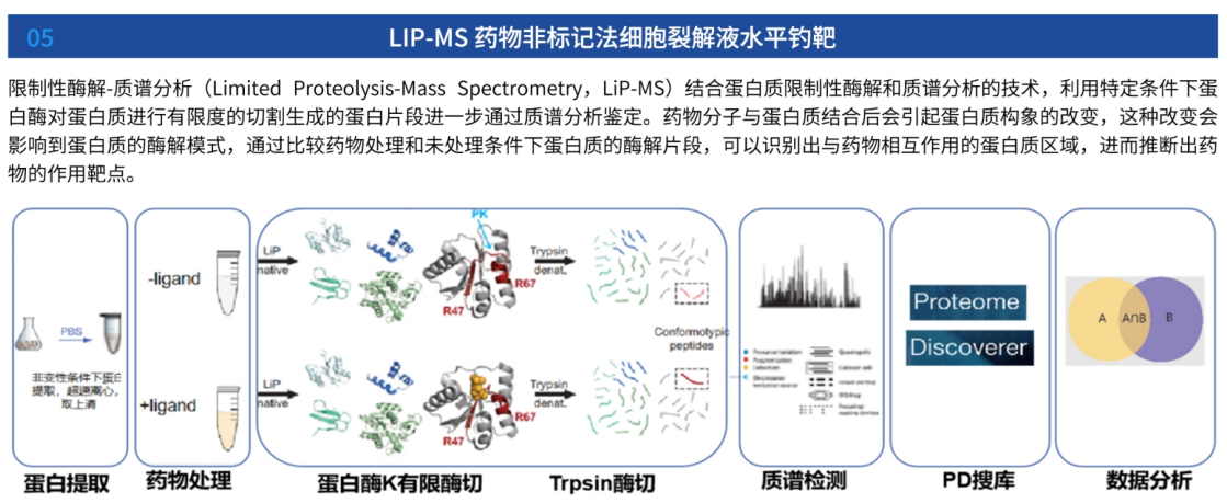 LiP-MS/CETSA非标记法钓靶