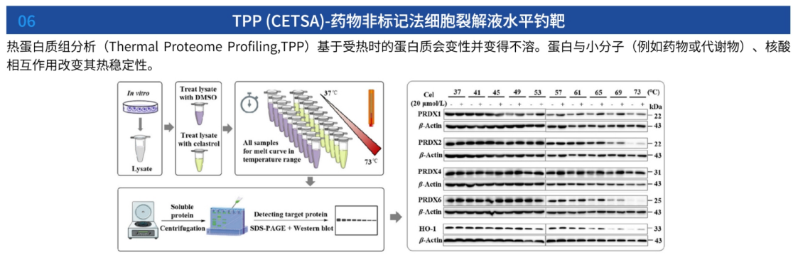ABPP-WB/CETSA-WB验证